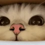 CE_Sniffsniff3 emote