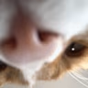 CE_UpsideDownLook emote
