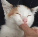 sukingkok emote