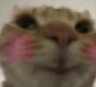 swagblush1 emoji