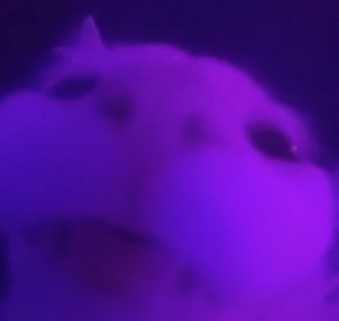 Stare emote