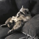 raccLAZY emote