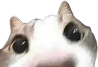 what emote