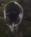 catdancelol emote