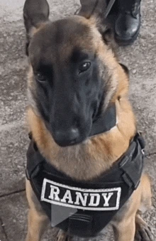 randy emote
