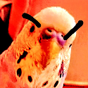 Angry_Birb static emote
