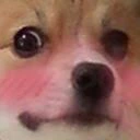 dog_blush emote
