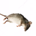 dead_rat emote