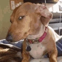 susDog emote