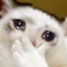 CE_Happynt emote