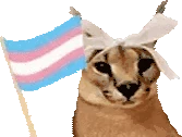 FloppaTrans emote