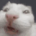 funnywhitecat13 emoji