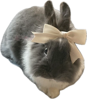 bunnyboww emote