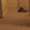 raccArrive emote