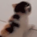 bonk emote