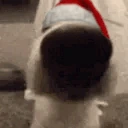 SNIFFA emote