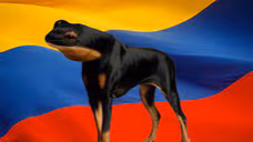 sapoperro emote