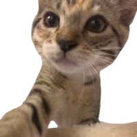 cat_selfie emote