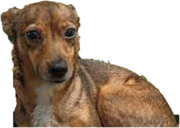 miskaAHA emote