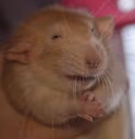 evilRat emote