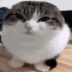 wawaevolved emote