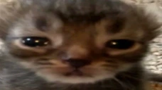 yayyy emote