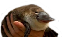 Greg emote