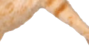 catjump4 emote