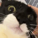 euh emote
