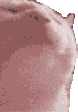 catjam emote