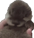 OtterSleep emoji
