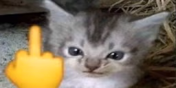 Frick emote