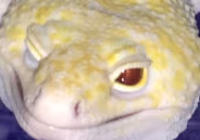 DerpyLeopardGeckoFace emote