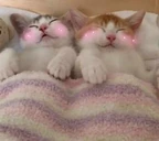 BedgeTogether emote