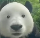 Pandro emote