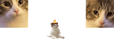 catsittingcomfortablybetweentwomeowersspittingfireonhisheadomghe animated emote