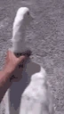 duck emote
