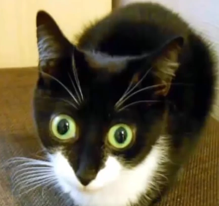 bigeyes emote