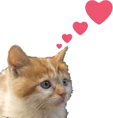 kittenHearts emote
