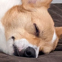 fox_sleep emote