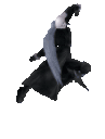 sephPls