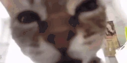 AYOO emote