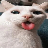 cat emote