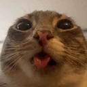 StupidCatLookingAtYou emote