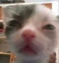 spluh emote