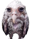WetOwl emote
