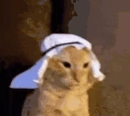 habibiCat emote
