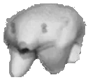 FreeBearLeave emoji