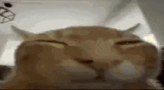 wybuh emote