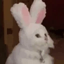 bunnypls emote